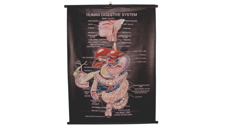 Biology Charts Rexine Sheet for School Lab Education Use