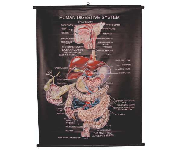 Charts (Rexine Sheet)