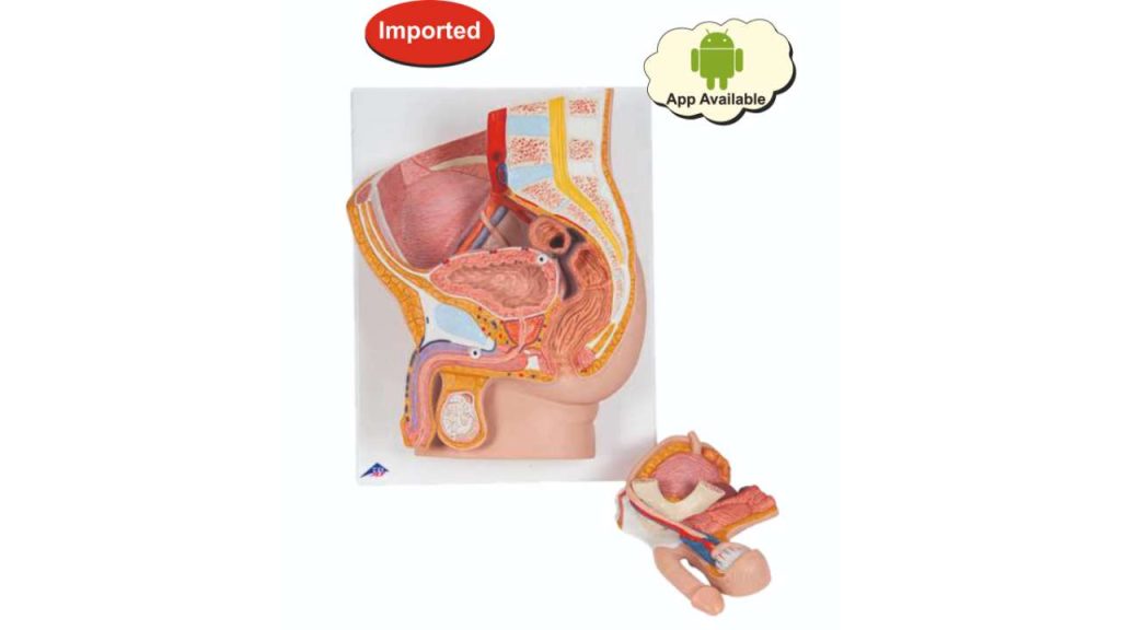 Reproductive System Male