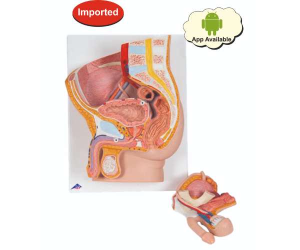 Male Pelvis Model In Median Section