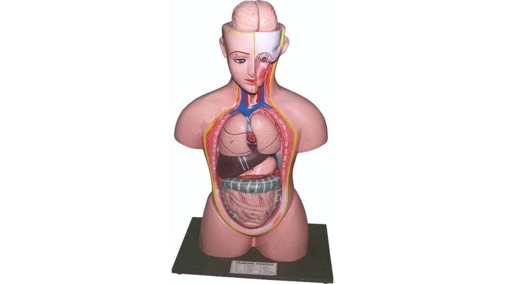 Mini Human Torso (Female)