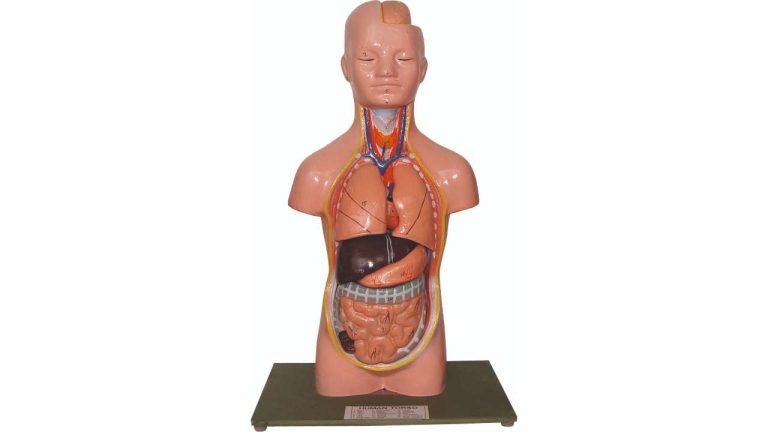 Science Lab Torso Model Mini Human Torso Model for Biology Lab Anatomy Study Tool