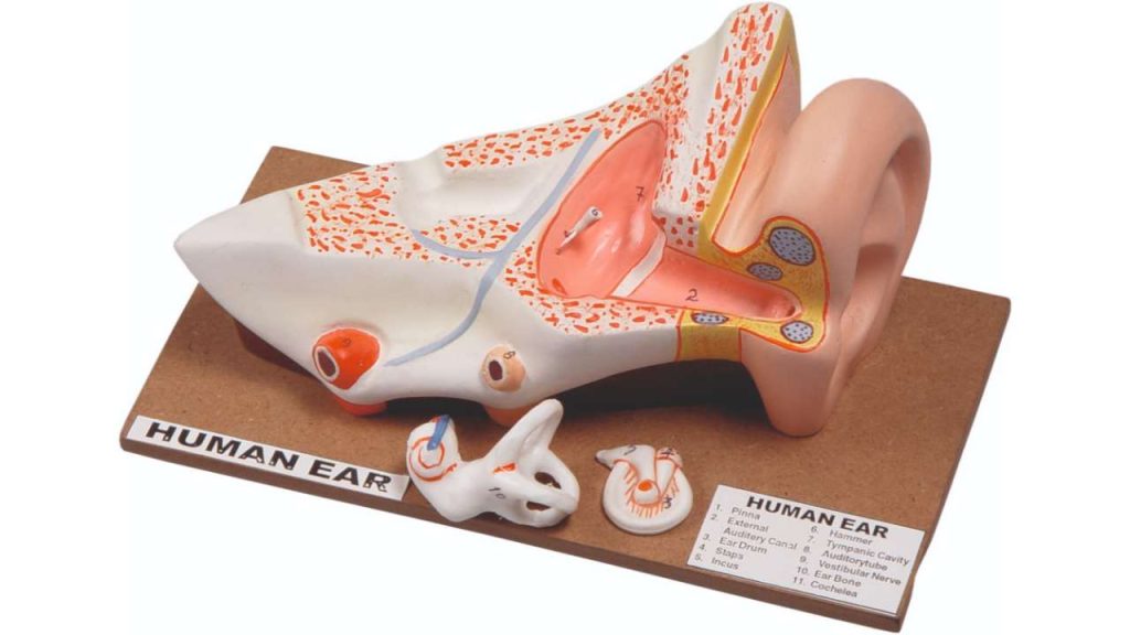 Model Of Human Ear