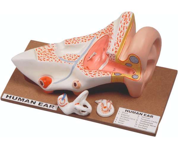 Model Of Human Ear