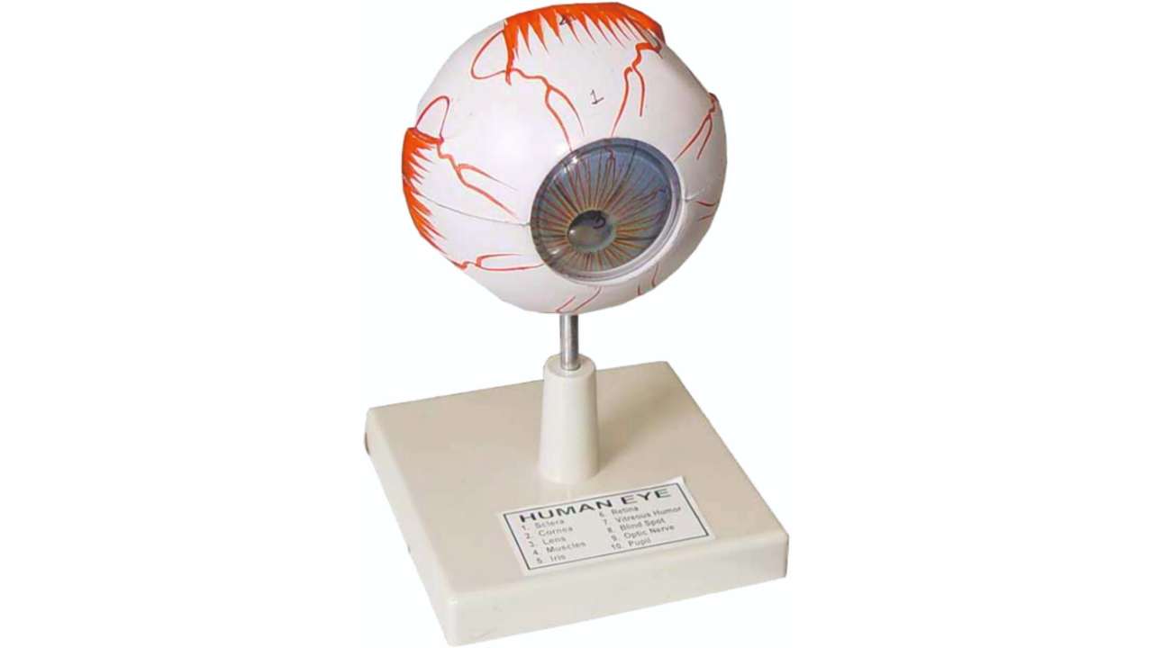 Model of Human Eye for Biology Lab Anatomy Study Tool