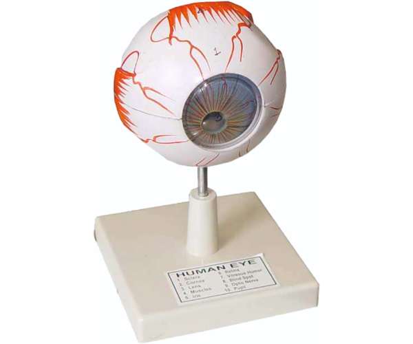 Model Of Human Eye
