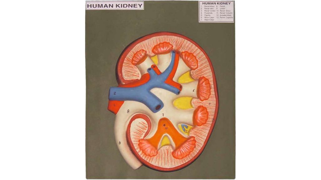 Model of Human Kidney, L.S.