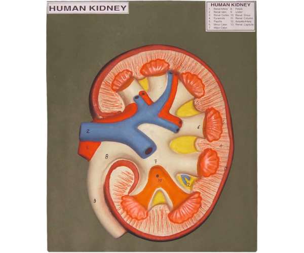 Model Of Human Kidney, L.s.
