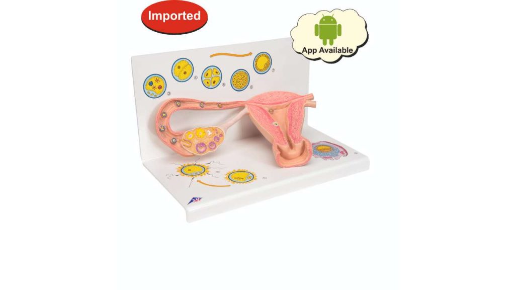 Ovaries & Fallopian Tubes Model With Stages Of Fertilization