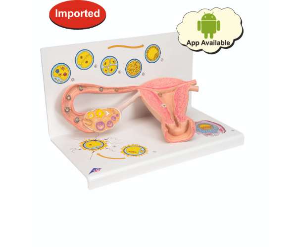 Ovaries & Fallopian Tubes Model With Stages Of Fertilization