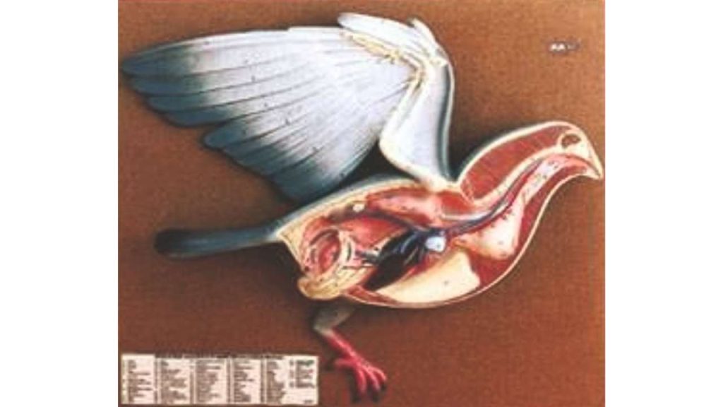 Pigeon Dissection