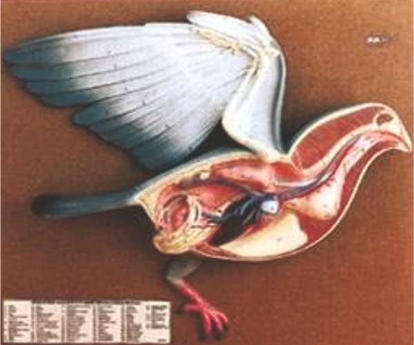 Pigeon Dissection
