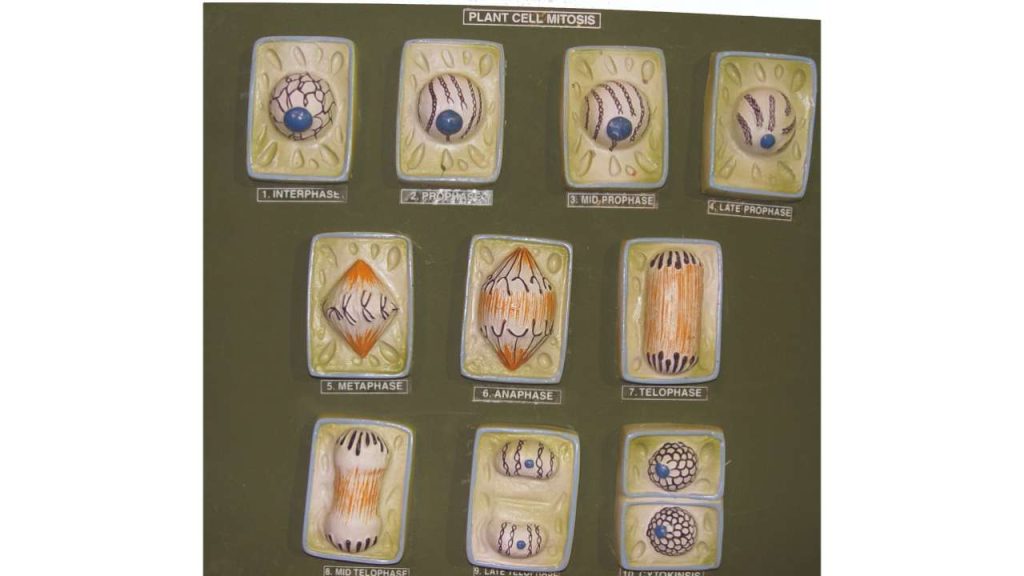 Plant Cell Mitosis
