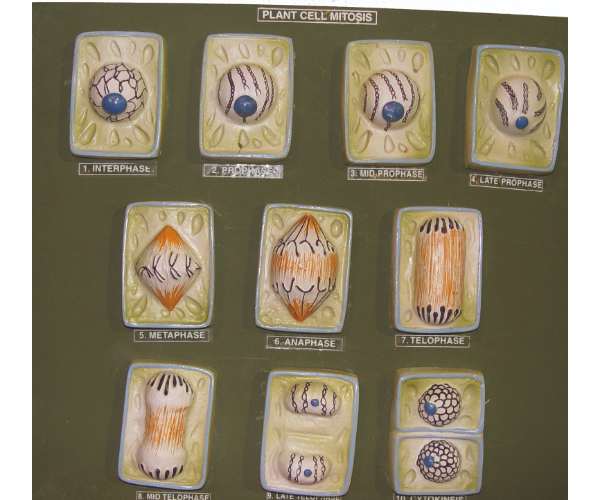 Plant Cell Mitosis