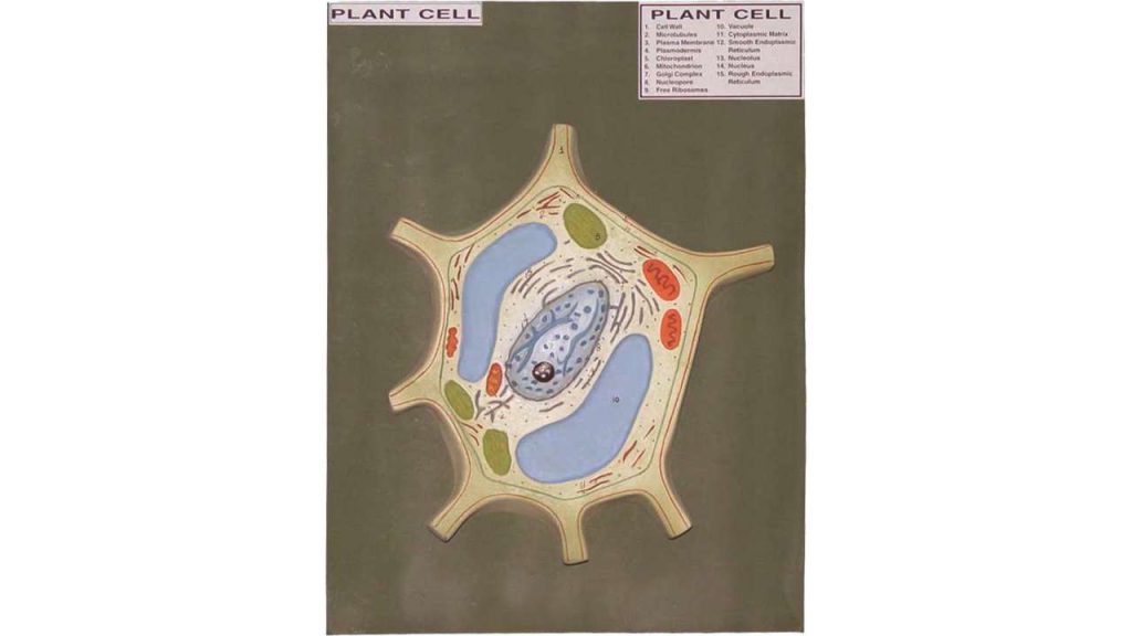 Plant Cell