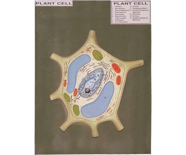 Plant Cell