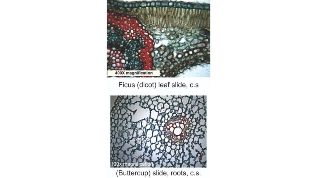 Prepared Microslides