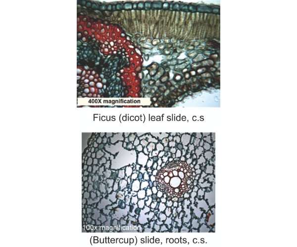 Prepared Microslides