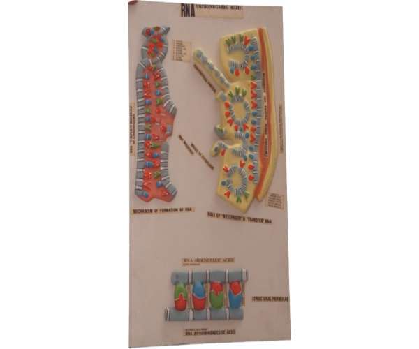 R.n.a.(Ribo Nucleic Acid)