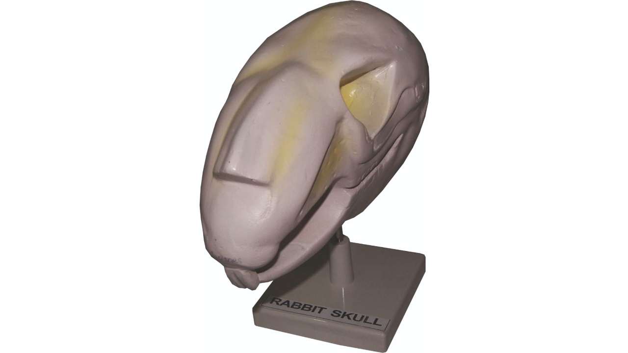 Skull Of A Rabbit Rabbit Skull Model | Biology Lab Anatomy Study Equipment