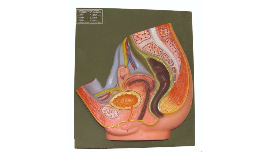 Reproductive System Female