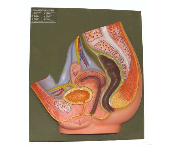 Reproductive System Female