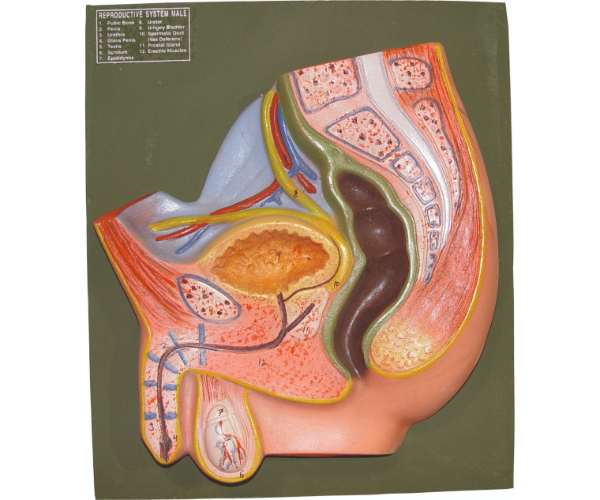 Reproductive System Male
