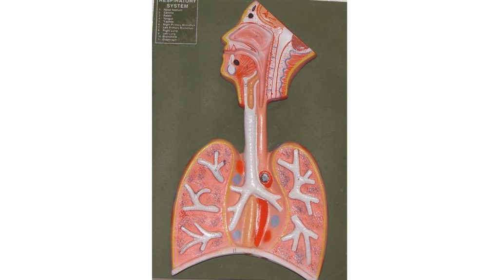 Respiratory System