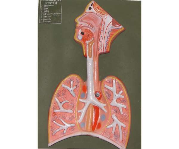 Respiratory System