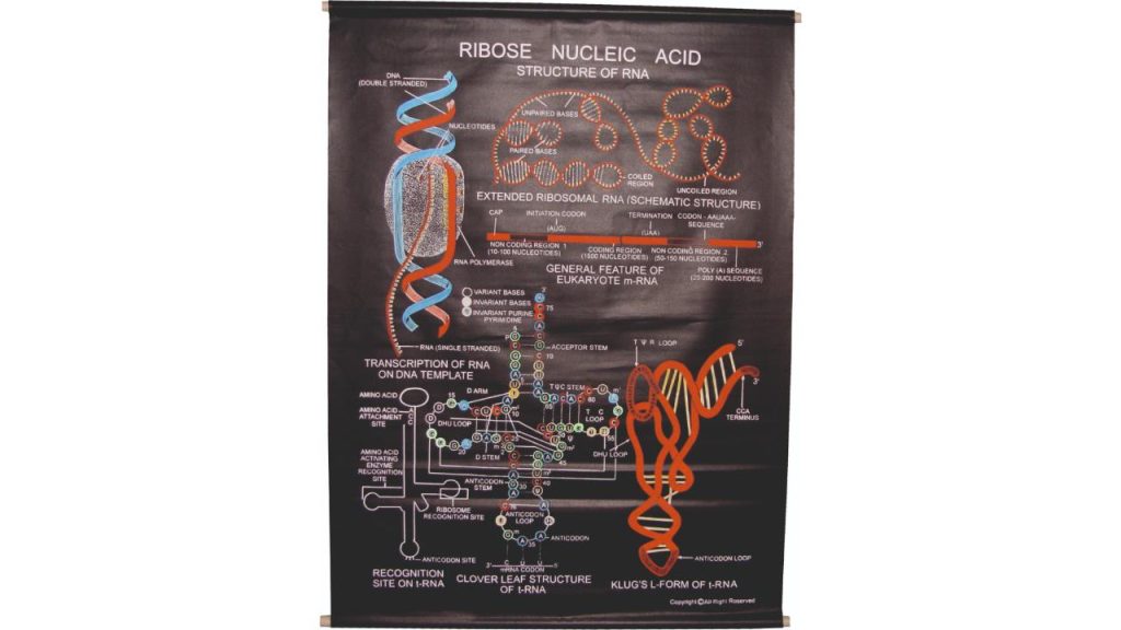 Ribose Nucleic Acid Chart