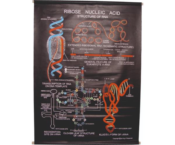 Ribose Nucleic Acid Chart
