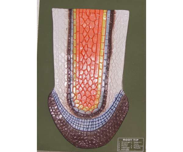 Root Tip