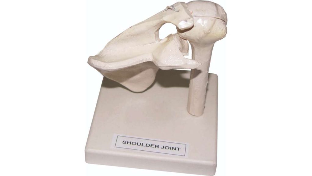 Shoulder Joint