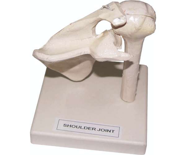 Shoulder Joint