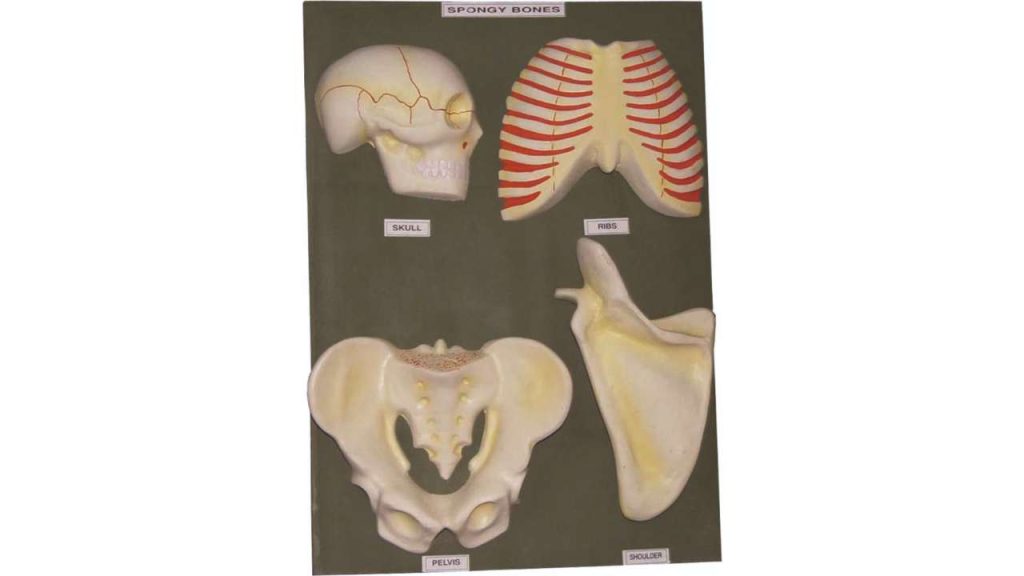Spongy Bones